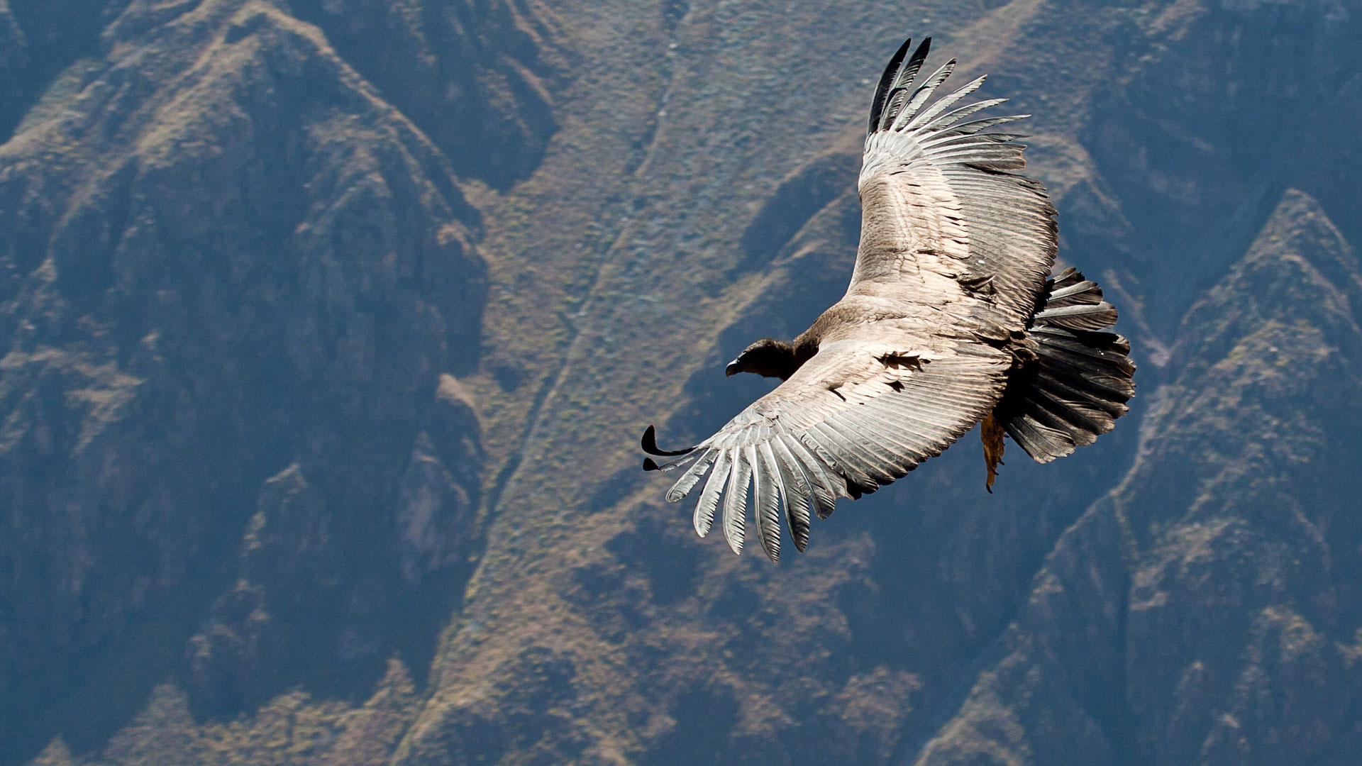 Arequipa et le vol du condor dans le canyon de Colca