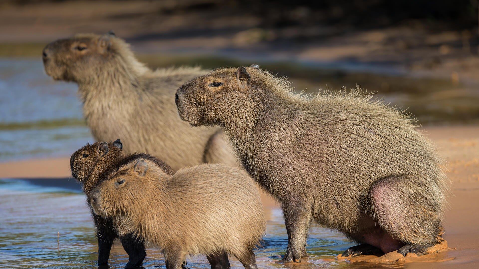 Capybara du parc national Madidi en Bolivie