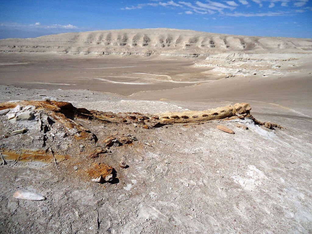 Chevauchées dans le désert et paléontologie au Pérou