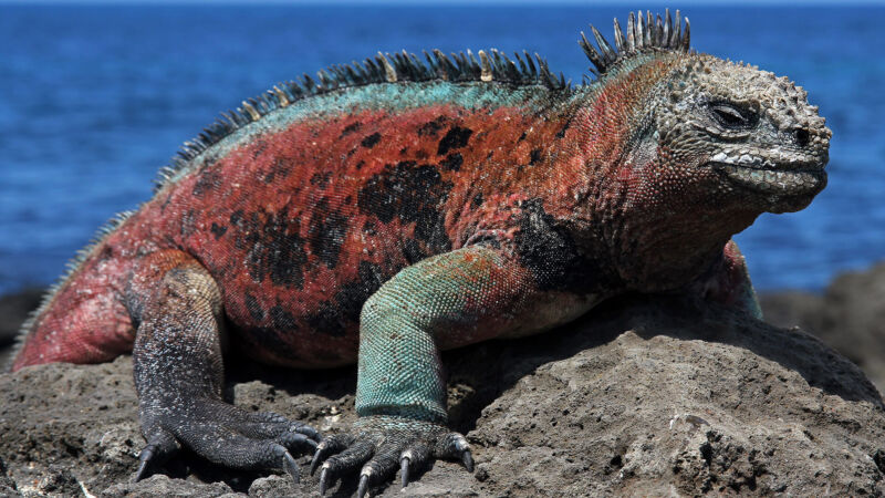 Iguane des Îles Galápagos