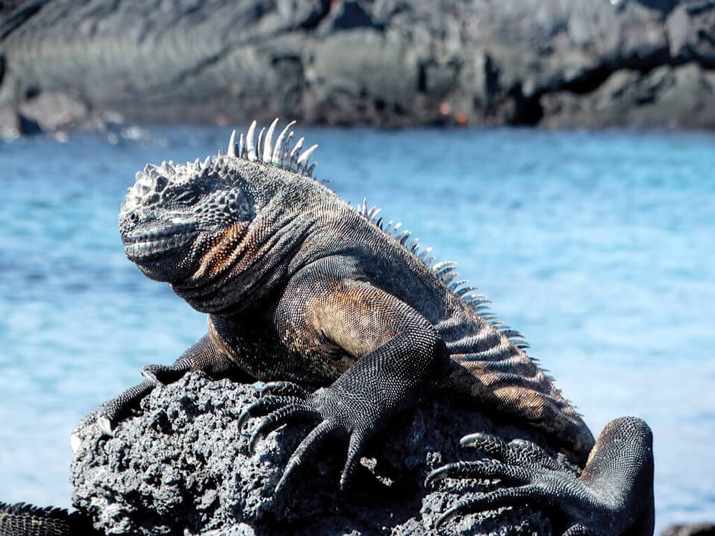Iguane marin de Charles Darwin aux Galápagos