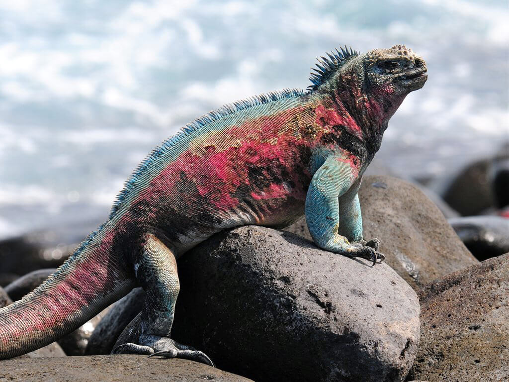 Iguane marin des îles Galápagos