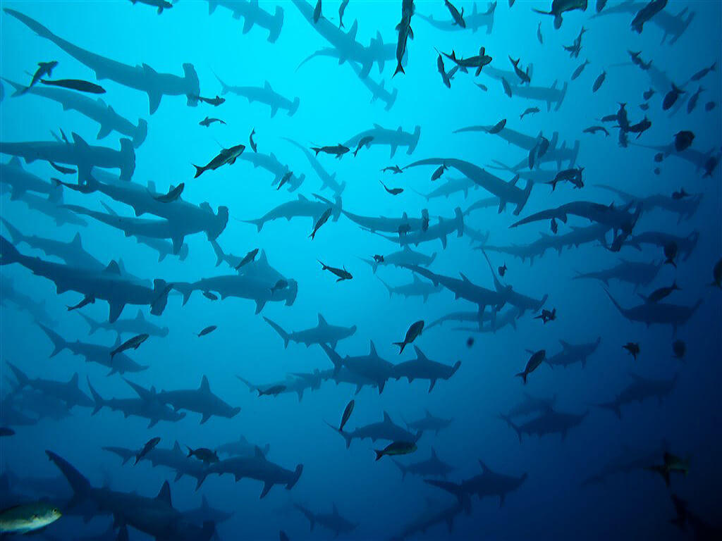 Banc de requins-marteaux aux Galápagos