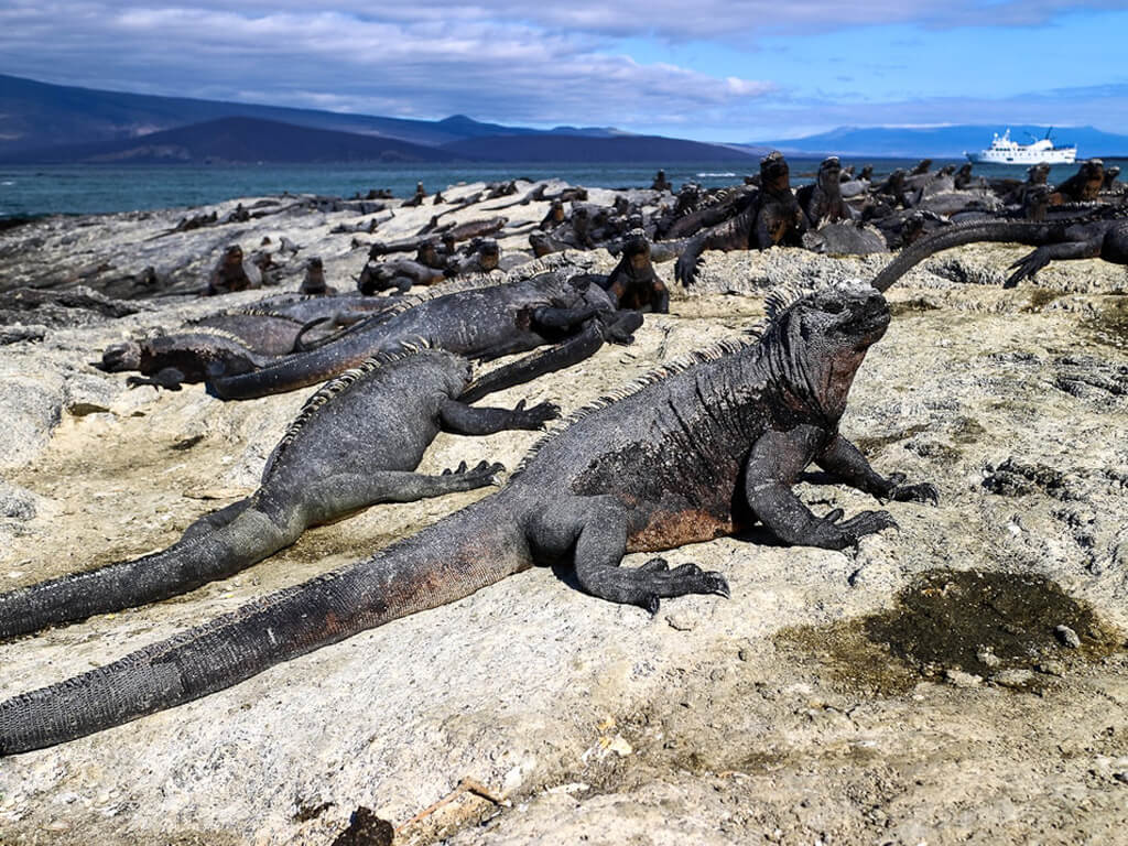 Iguanes marins sur l'île Fernandina aux Galápagos