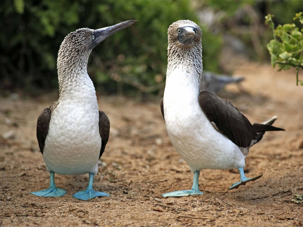 Fous à pieds bleus sur l'Île Seymour aux Galápagos