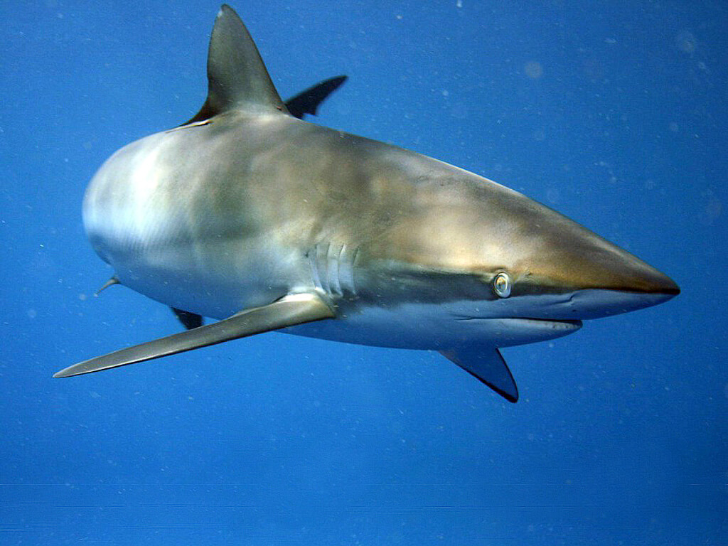 Requin des Galápagos