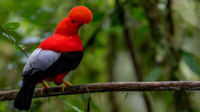Oiseau en Amazonie équatorienne