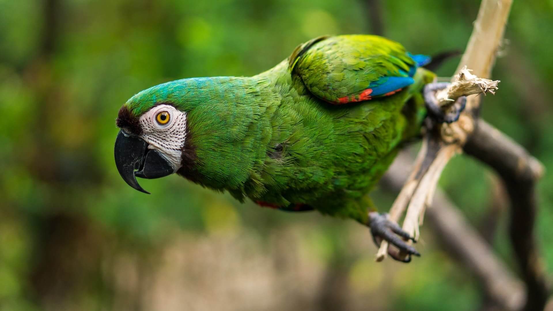 Parc national de Manú dans l'Amazonie péruvienne