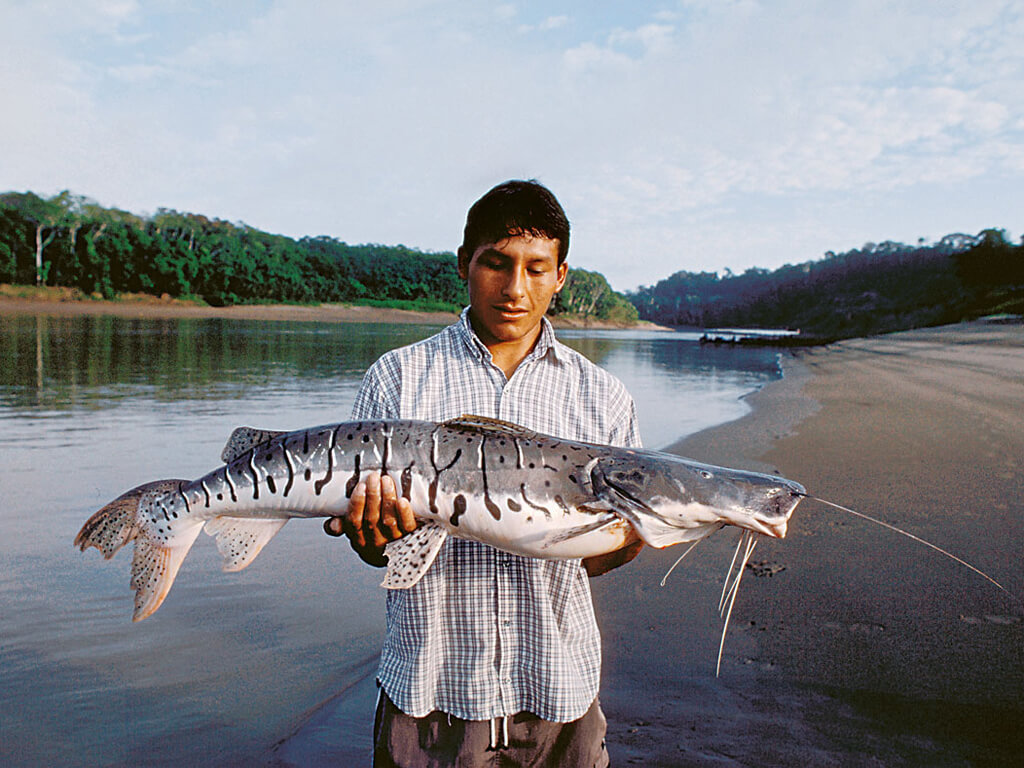 Pêche sportive du Doncella au Pérou et en Bolivie