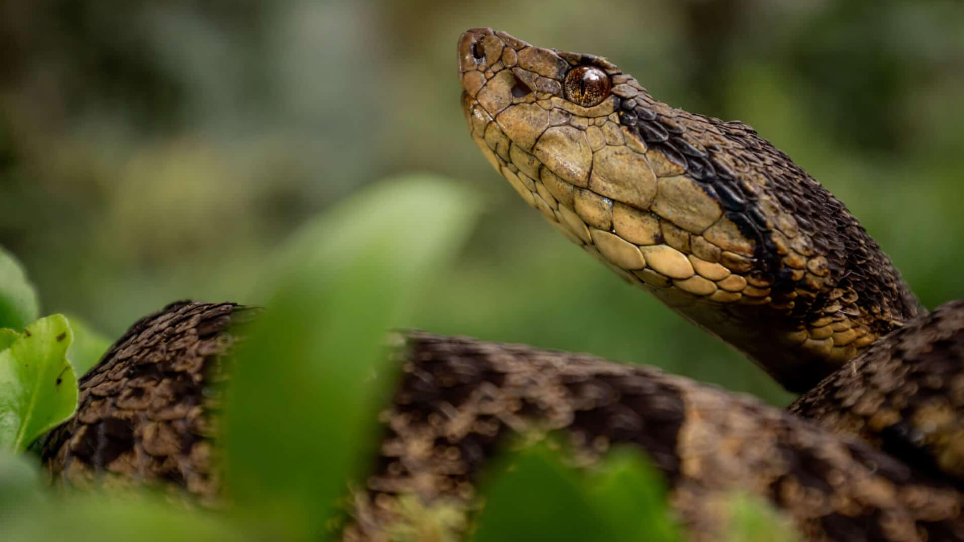 Serpent en Amazonie péruvienne