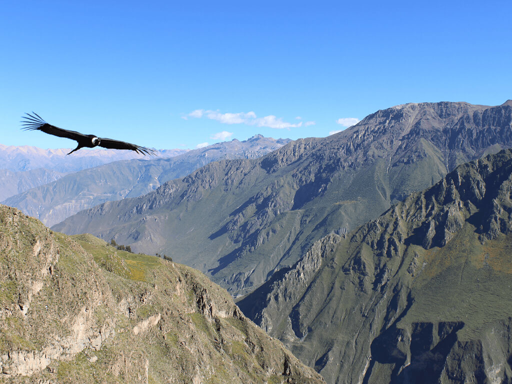 Vol du condor dans le canyon de Colca